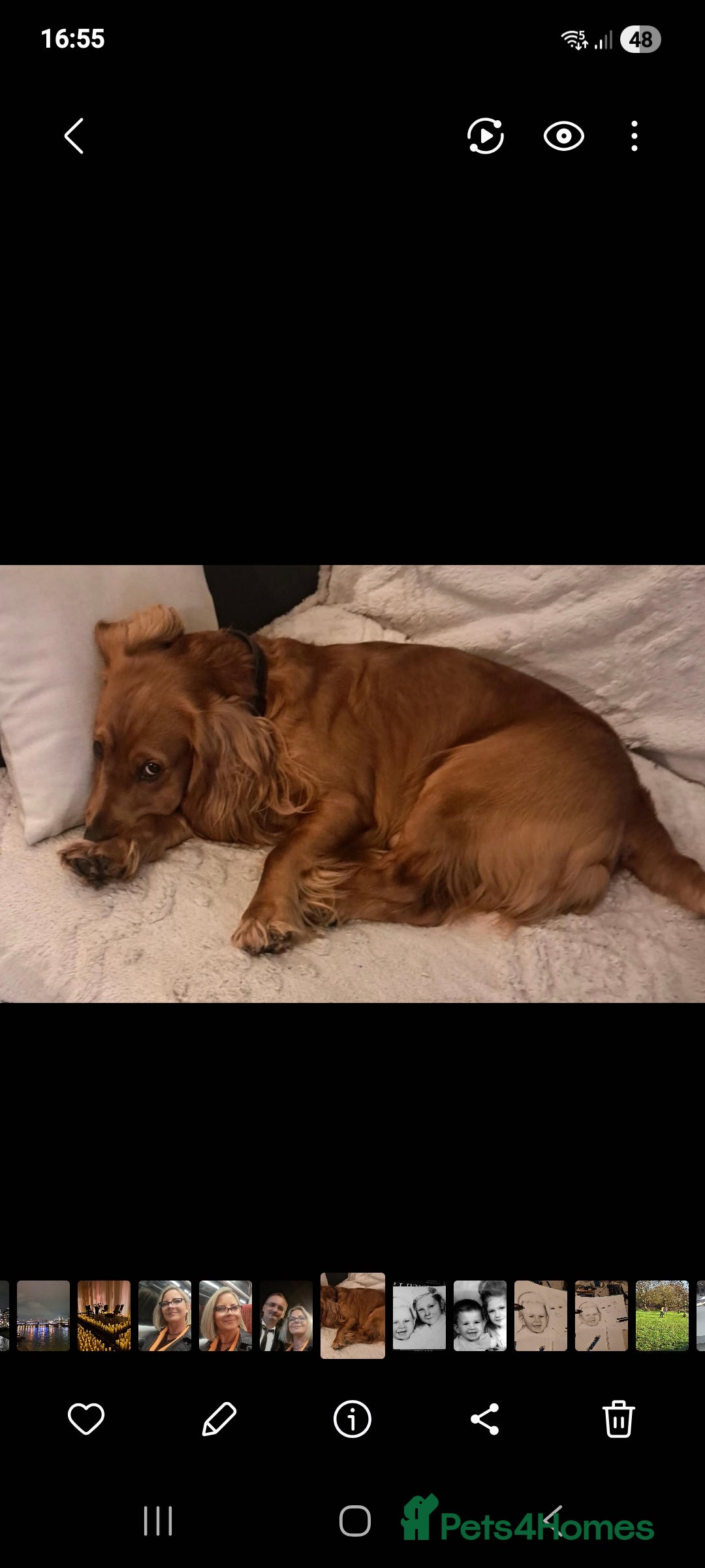 Cocker Spaniel dogs for sale: Puppy Cocker Spaniel 8 weeks girl - Advert 5