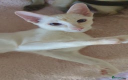 Siamese cats for sale: GCCF Traditional Red and Chocolate Point Saimese  in Darwen - Image 33