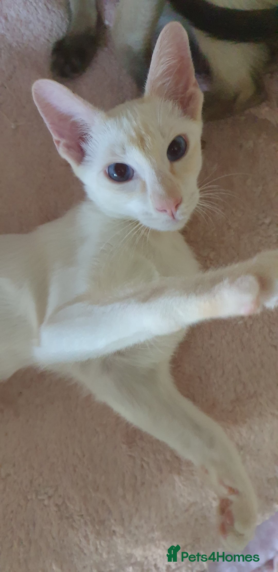Siamese cats for sale: GCCF Traditional Red and Chocolate Point Saimese  in Darwen - Image 33