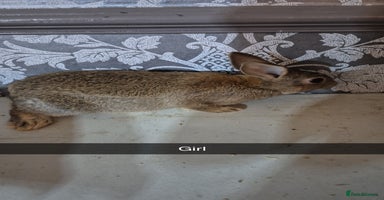 Lionhead rabbits - Advert 5