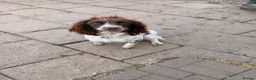 English Springer Spaniel dogs for sale: Kc reg 18 month old springer spaniel bitch  - Advert 5