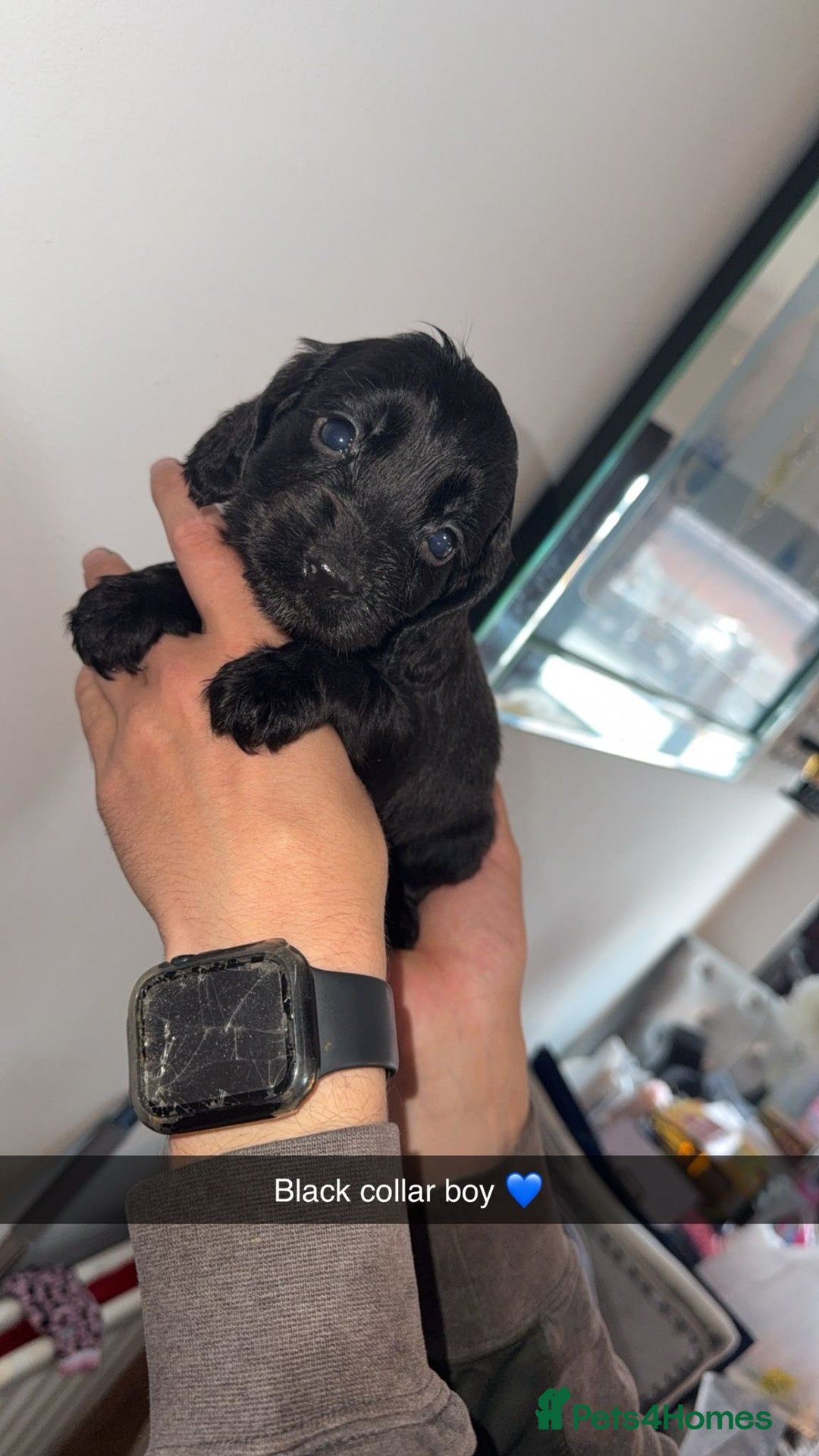 Cocker Spaniel dogs for sale: Cocker spaniel puppies  - Image 12