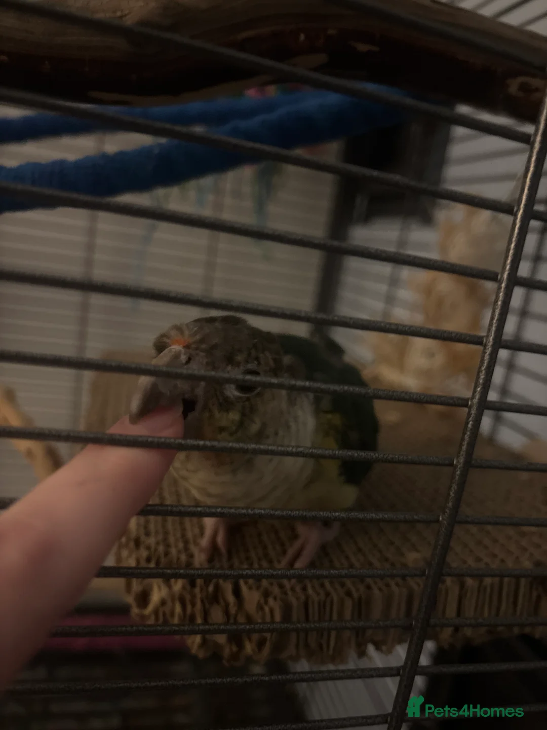 Conures birds for sale: Green Cheek Conure for sale - Advert 2