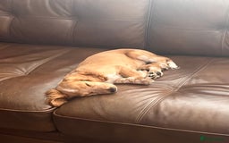 English Springer Spaniel dogs for sale: English springer spaniel - Image 2