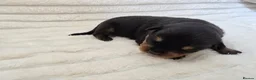 Rottweiler dogs for sale: Healthy & Chunky Family Raised Rottweiler Puppies - Advert 14