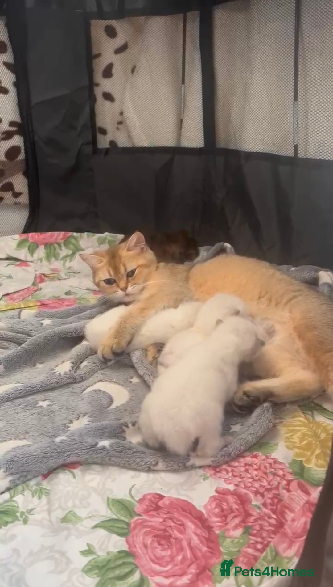British Longhair cats for sale: TOP QUALITY BRITISH LONG HAIR KITTEN BOY  - Image 16