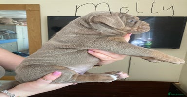 Olde English Bulldogge dogs - Advert 1