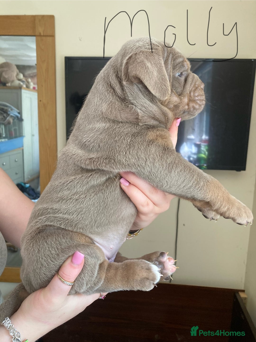 Olde English Bulldogge dogs for sale: Old English bulldog puppies - Image 2