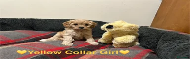TOY Cavapoo Puppy 5💛
