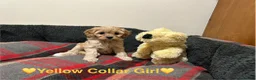 Cavapoo dogs for sale: ⭐️READY NOW! 5⭐️TOY Cavapoo puppies 🐶🐾 in York - Advert 10