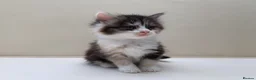 Mixed Breed cats for sale: Gorgeous Long Haired Siberian Cross Kittens  - Advert 11