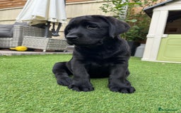 Labrador Retriever dogs for sale: KC registered Beautiful Chunky Black Labs   - Image 9