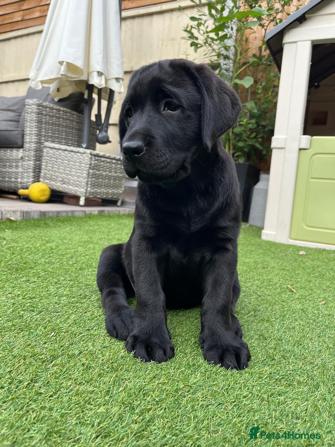 Labrador Retriever dogs for sale: KC registered Beautiful Chunky Black Labs   - Image 9