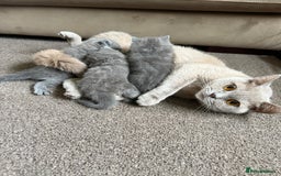 British Shorthair cats for sale: 3 chunky beautiful British shorthair  - Image 18