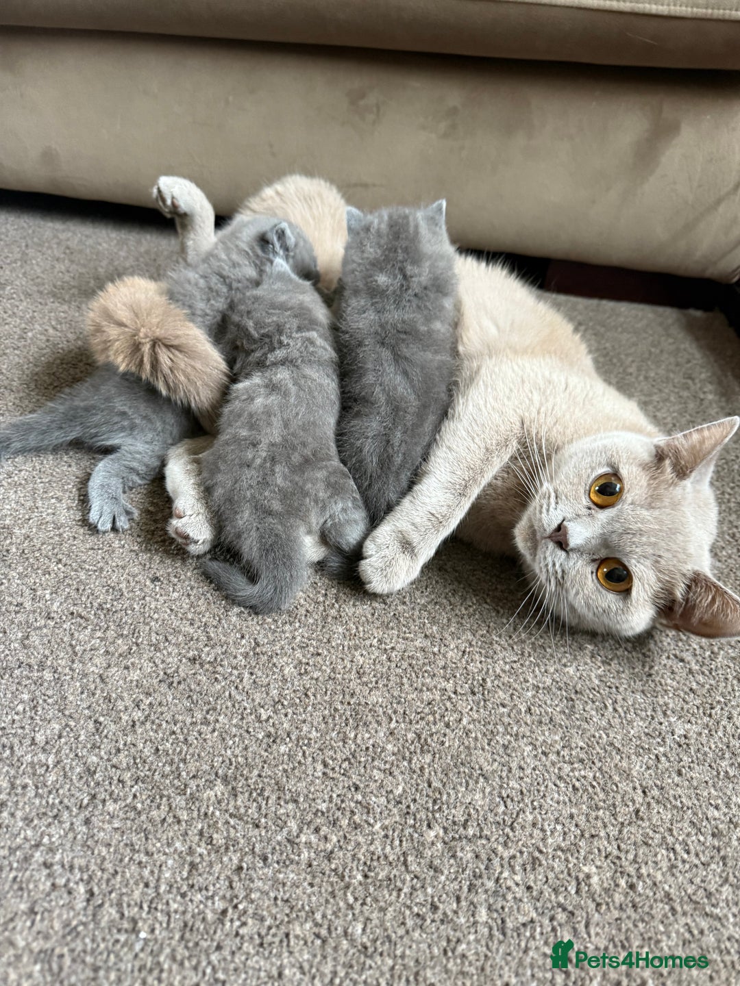 British Shorthair cats for sale: 3 chunky beautiful British shorthair  - Image 18