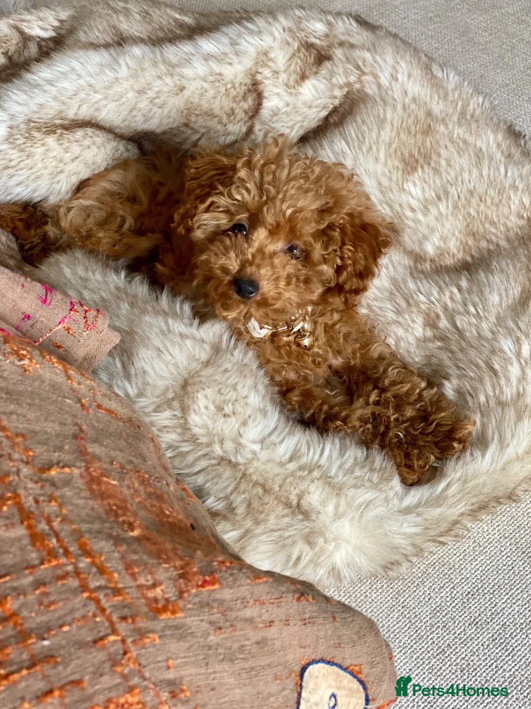 Cavapoochon dogs for sale: Gorgeous Health Tested Toy Poodle and Cavapoochon - Advert 2