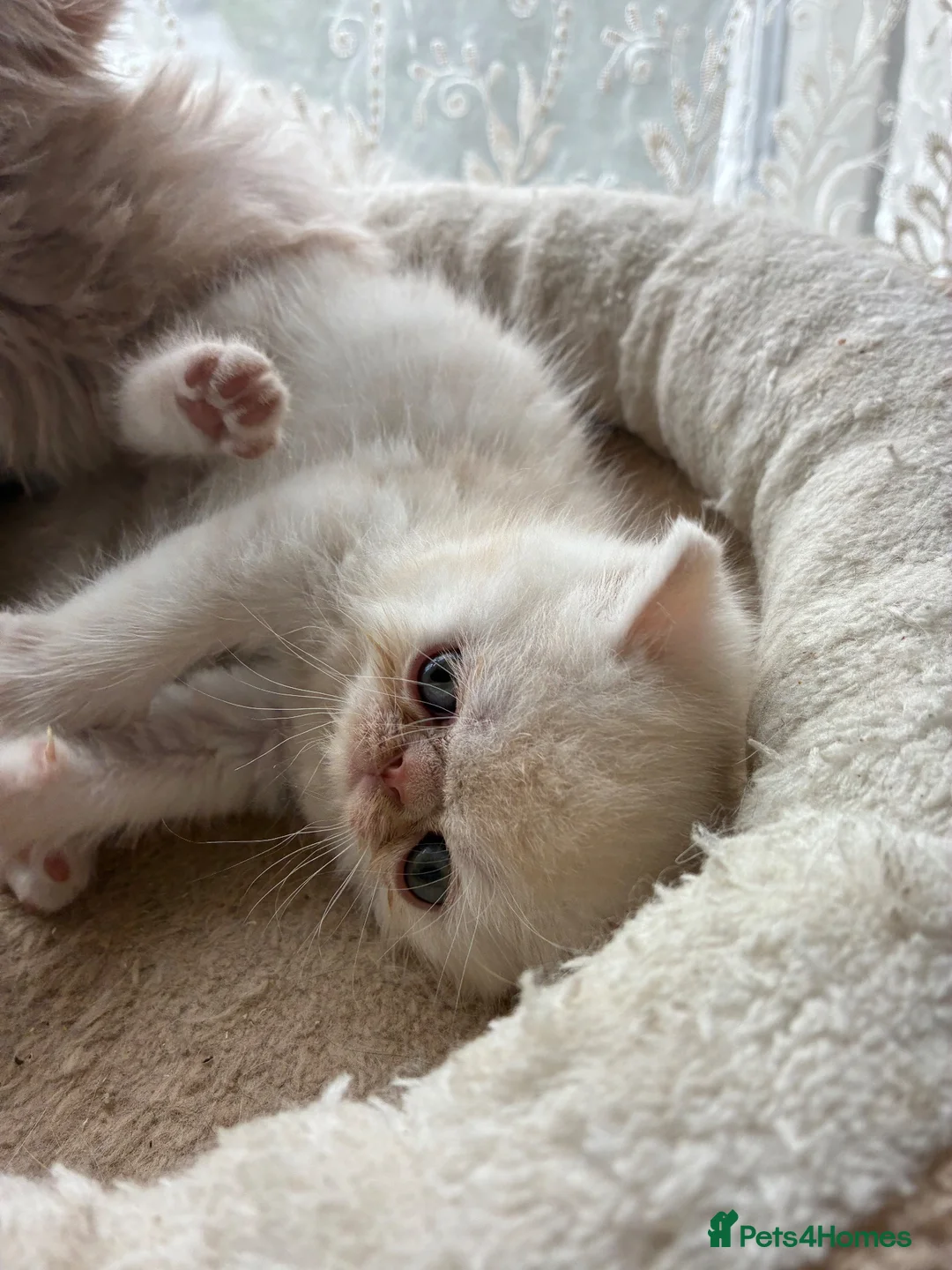 Persian cats for sale: Stunning kittens - Advert 2