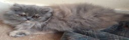 Persian cats for sale: White Persian/Blue Cream Persian Kittens for sale - Advert 11