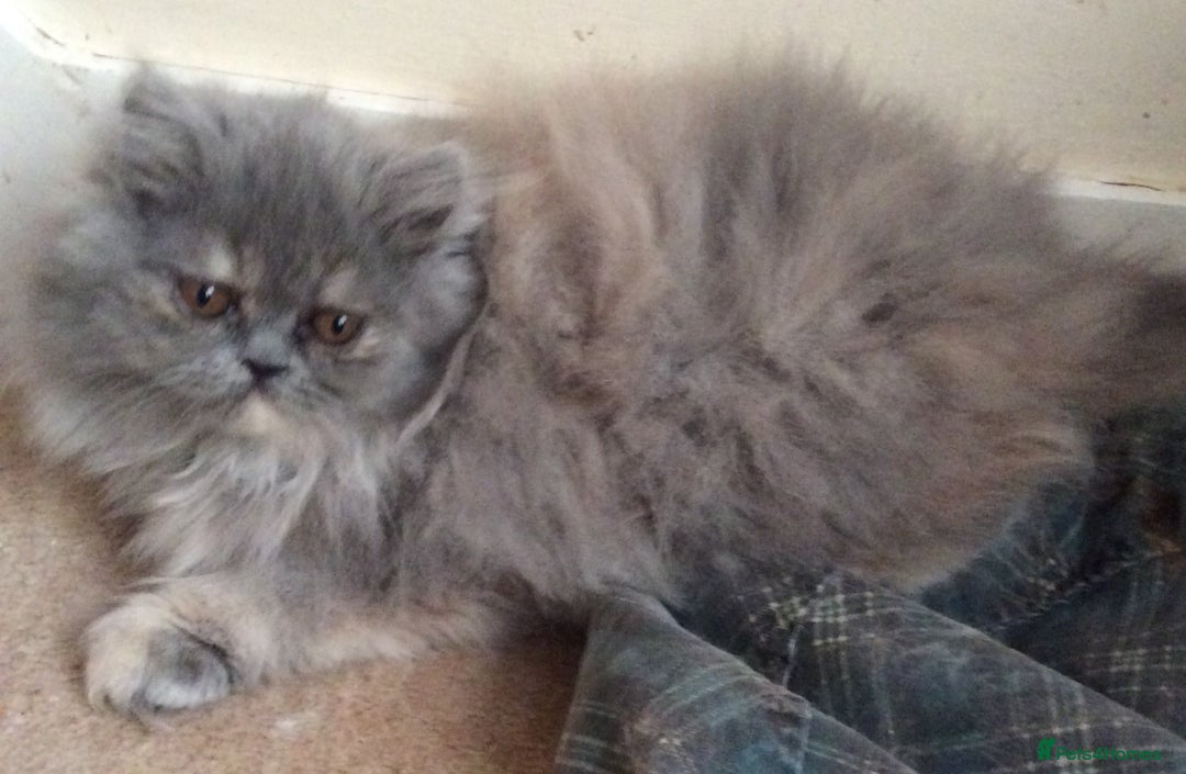 Persian cats for sale: White Persian/Blue Cream Persian Kittens for sale - Advert 11