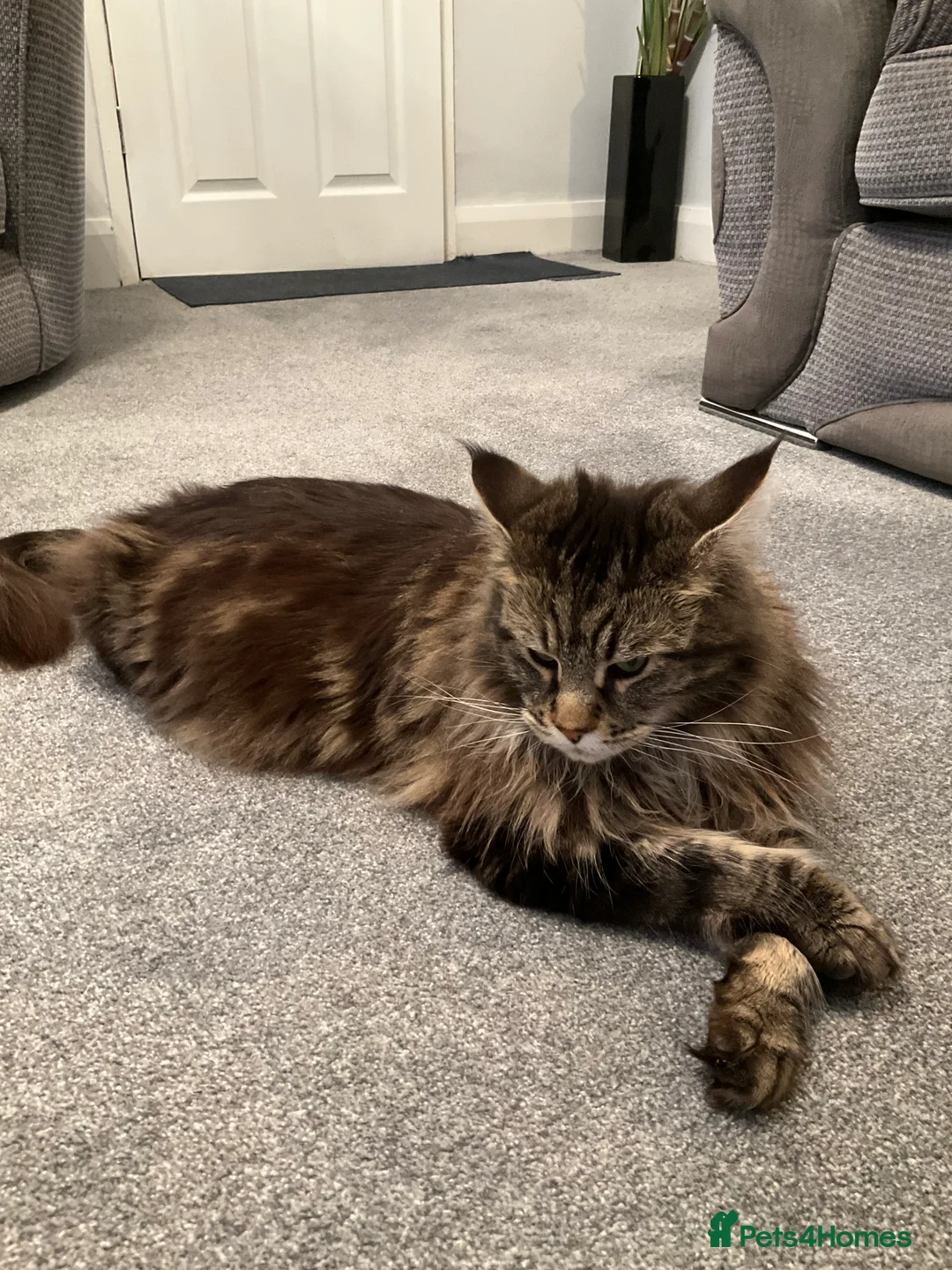 Maine Coon cats for stud: Pure bread, large Maine coon - Advert 1