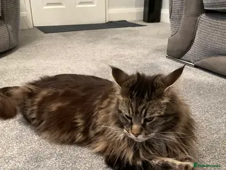 Maine Coon cats Pure bread, large Maine coon - Advert 2