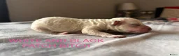 Cockapoo dogs for sale: 5 BEAUTIFUL COCKAPOO PUPPYS  - Advert 6