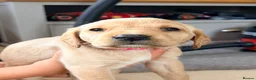 Labrador Retriever dogs for sale: Golden Labrador puppies - Advert 5