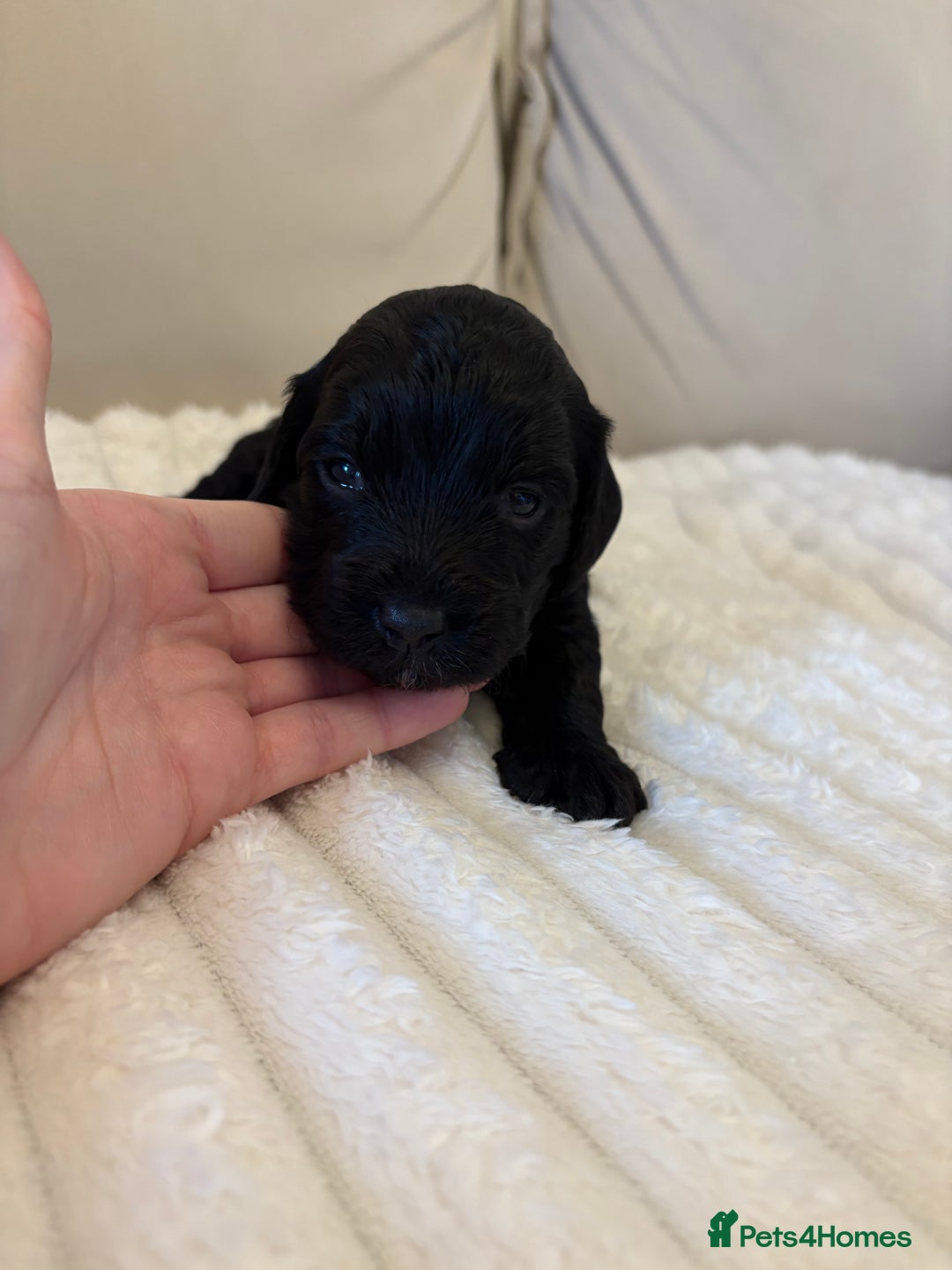 Cockapoo dogs for sale: Cockapoo litter  - Advert 22