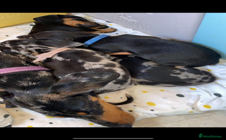 Dachshund dogs - Advert 15
