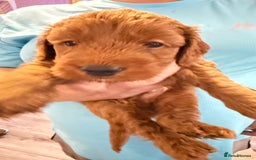 Cockapoo dogs for sale: Bonnie - Image 6