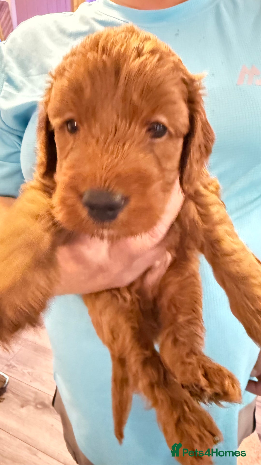 Cockapoo dogs for sale: Bonnie - Image 6