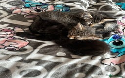 Mixed Breed cats for sale: Kittens for sale ready to go now   - Image 5
