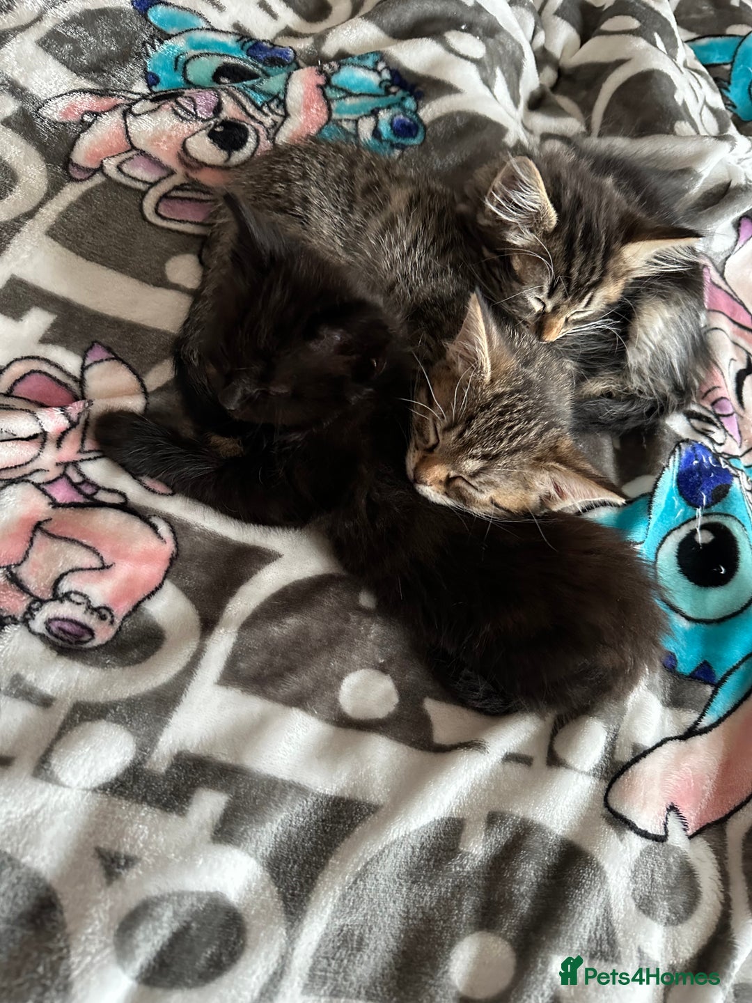 Mixed Breed cats for sale: Kittens for sale ready to go now   - Image 5