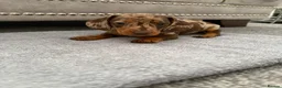 Miniature Dachshund dogs for sale: miniature dachshund - Advert 12