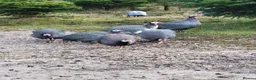 Guinea Fowl poultry for sale: Female Guinea Fowl for Sale! - Advert 4