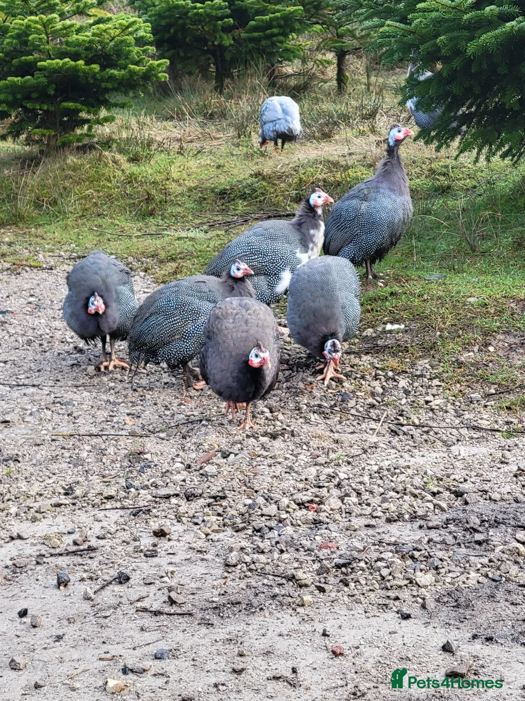 Guinea Fowl poultry for sale: Female Guinea Fowl for Sale! - Advert 4