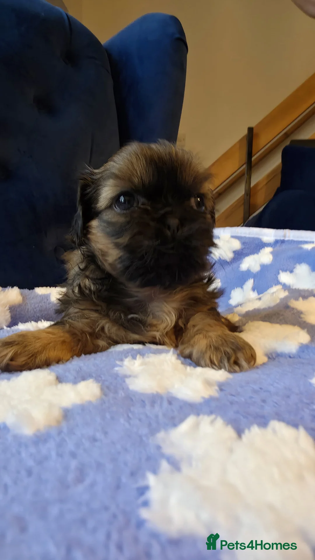 Shih Tzu dogs for sale: Stunning Tri-Colour Shih Tzu Puppy for Sale in Chester - Advert 2
