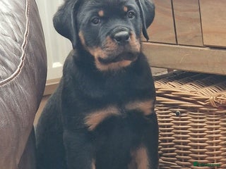 Rottweiler dogs MASSIVE ROTTWEILER PUPPIES - Advert 3
