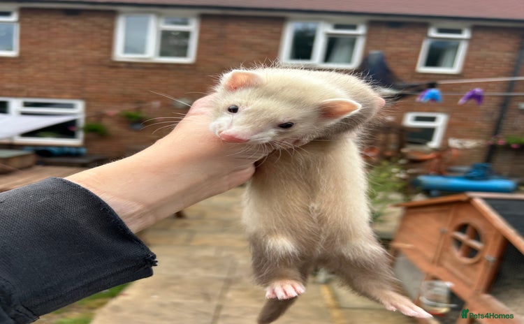 Ferret rodents - Advert 3