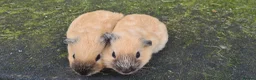 Guinea Pig rodents for sale: Californian and silver agouti baby guinea pigs. - Advert 4