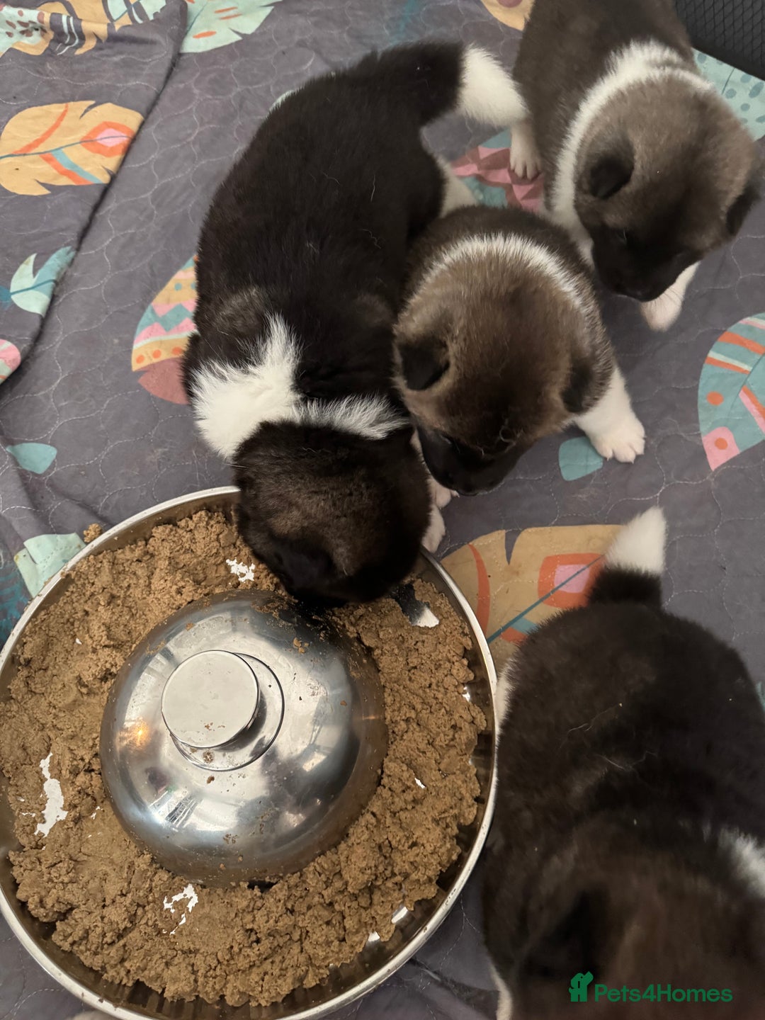 Akita dogs for sale: American Akita puppies - Advert 4