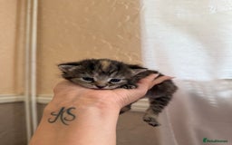 Mixed Breed cats for sale: Cute little tabby kittens  - Image 3