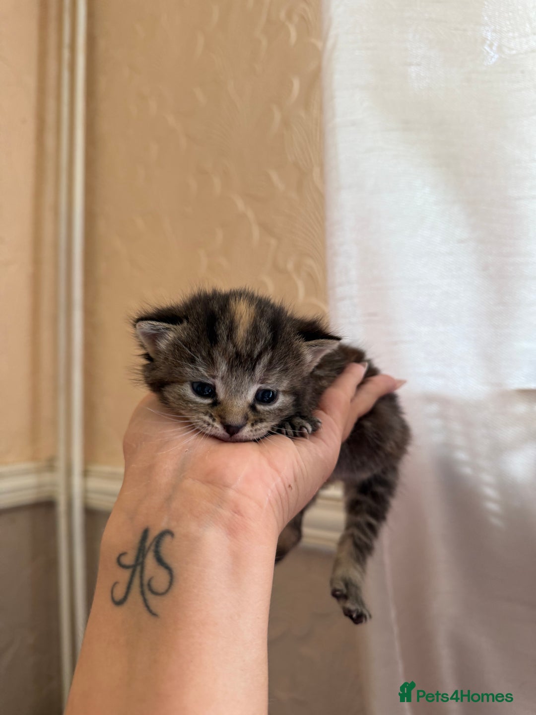 Mixed Breed cats for sale: Cute little tabby kittens  - Image 3