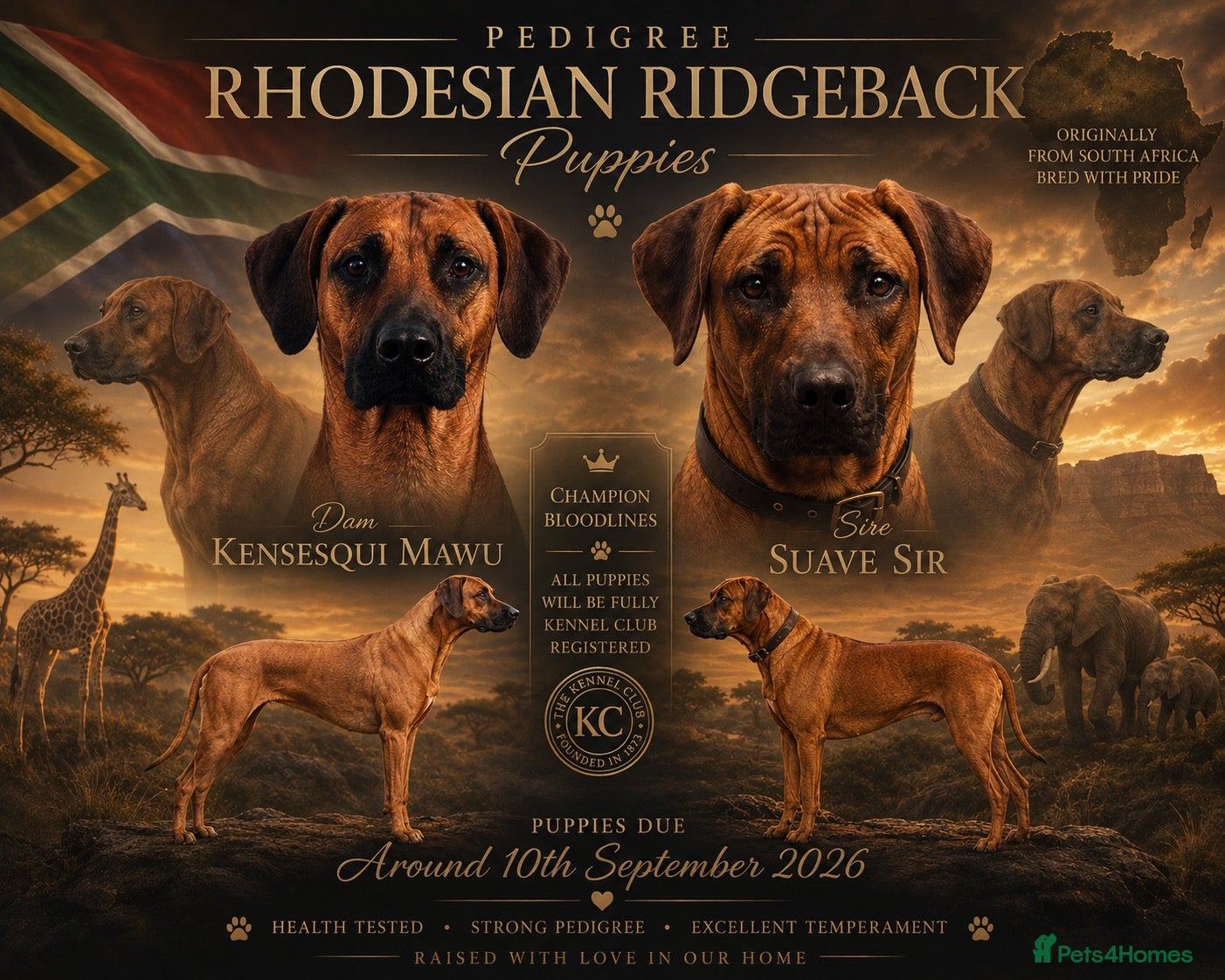 Rhodesian Ridgeback dogs KC Registered Rhodesian Ridgeback Puppies - Advert 19