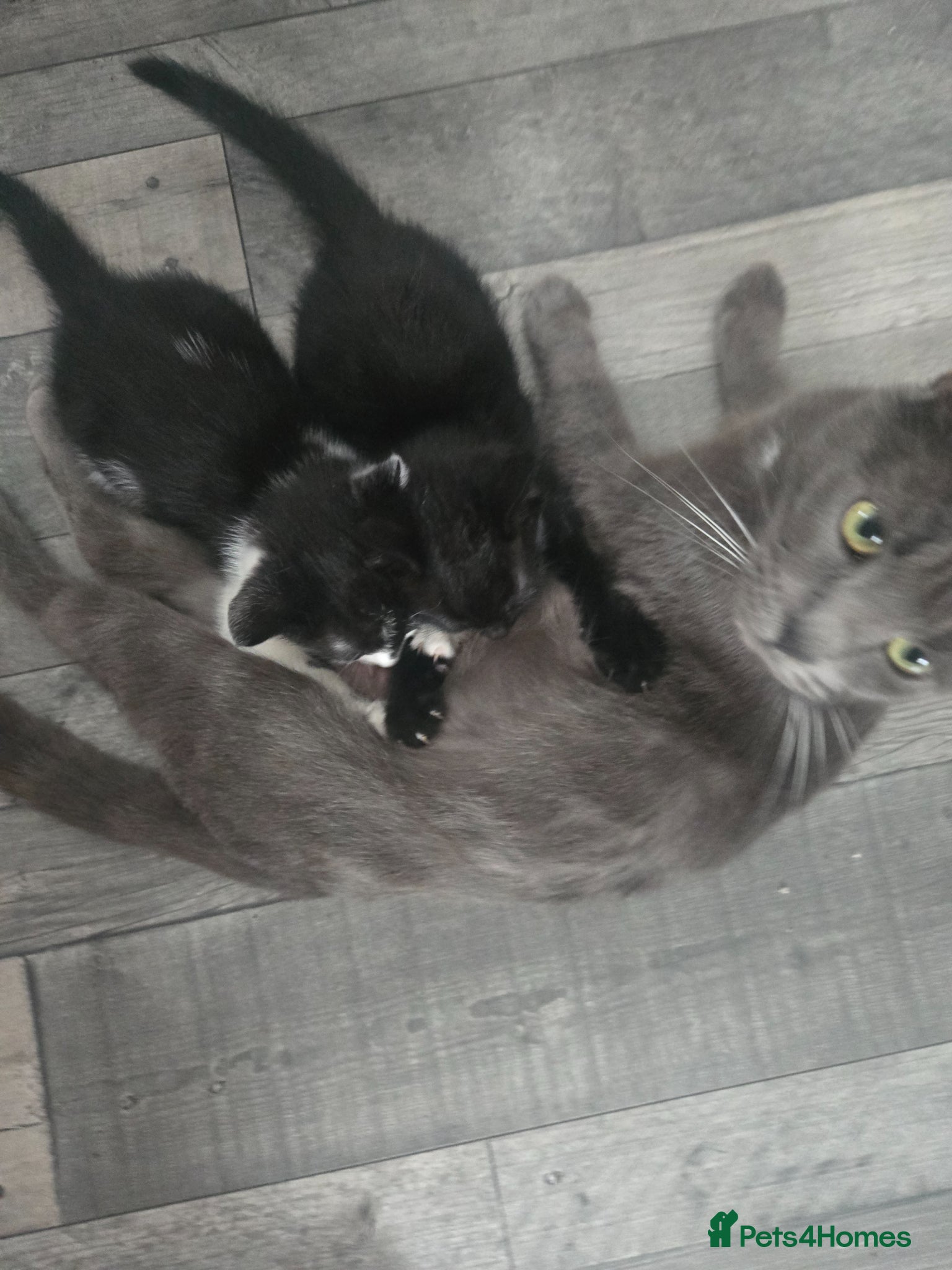 Mixed Breed cats 3 half ragdoll kittens - Advert 2