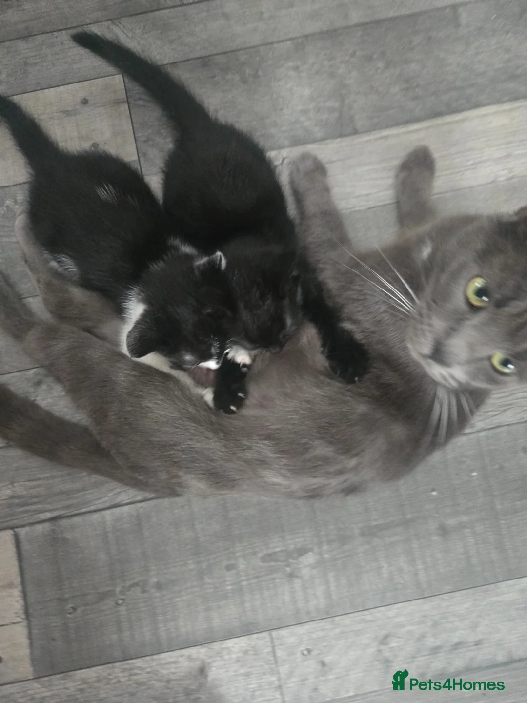 Mixed Breed cats for sale: 3 half ragdoll kittens - Advert 1