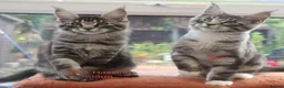 Maine Coon cats for sale: TICA registered, parents DNA tested negative - Advert 9