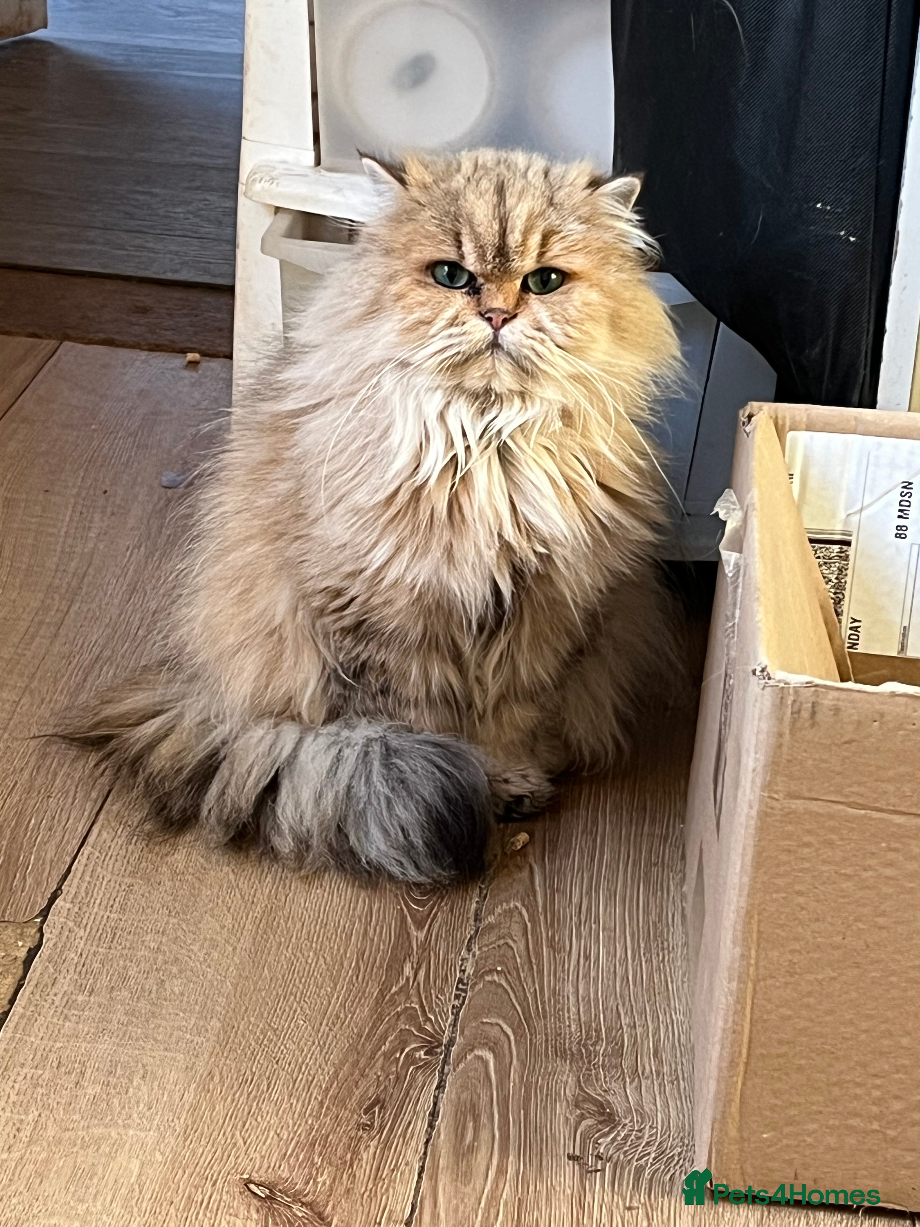 British Longhair cats Adult British Longhairs - Advert 18