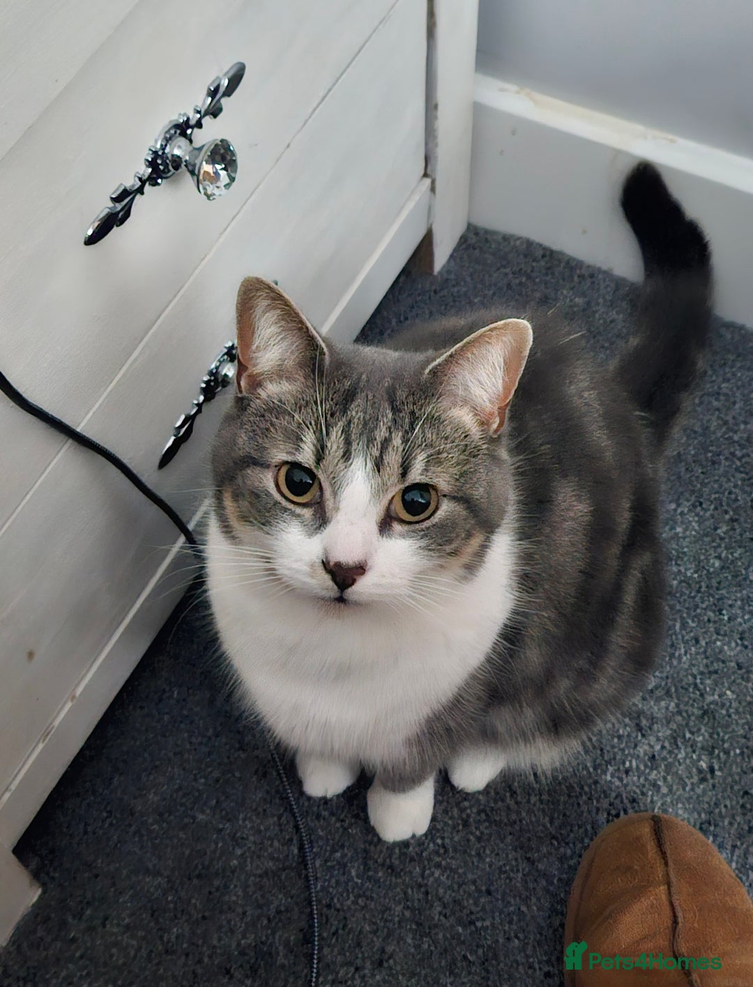 Mixed Breed cats for sale: Duchess for rehoming - Advert 2