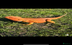 Bearded Dragon reptiles for sale: Super friendly bearded dragon - Image 3